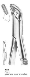  Fig. 4 upper and lower premolars 